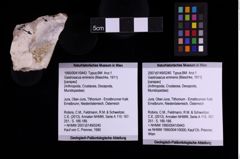 Foto (Objekt + Etiketten) von Gastrosacus eminens (Blaschke, 1911) (NHMW-GEO-1990-0041-0443)